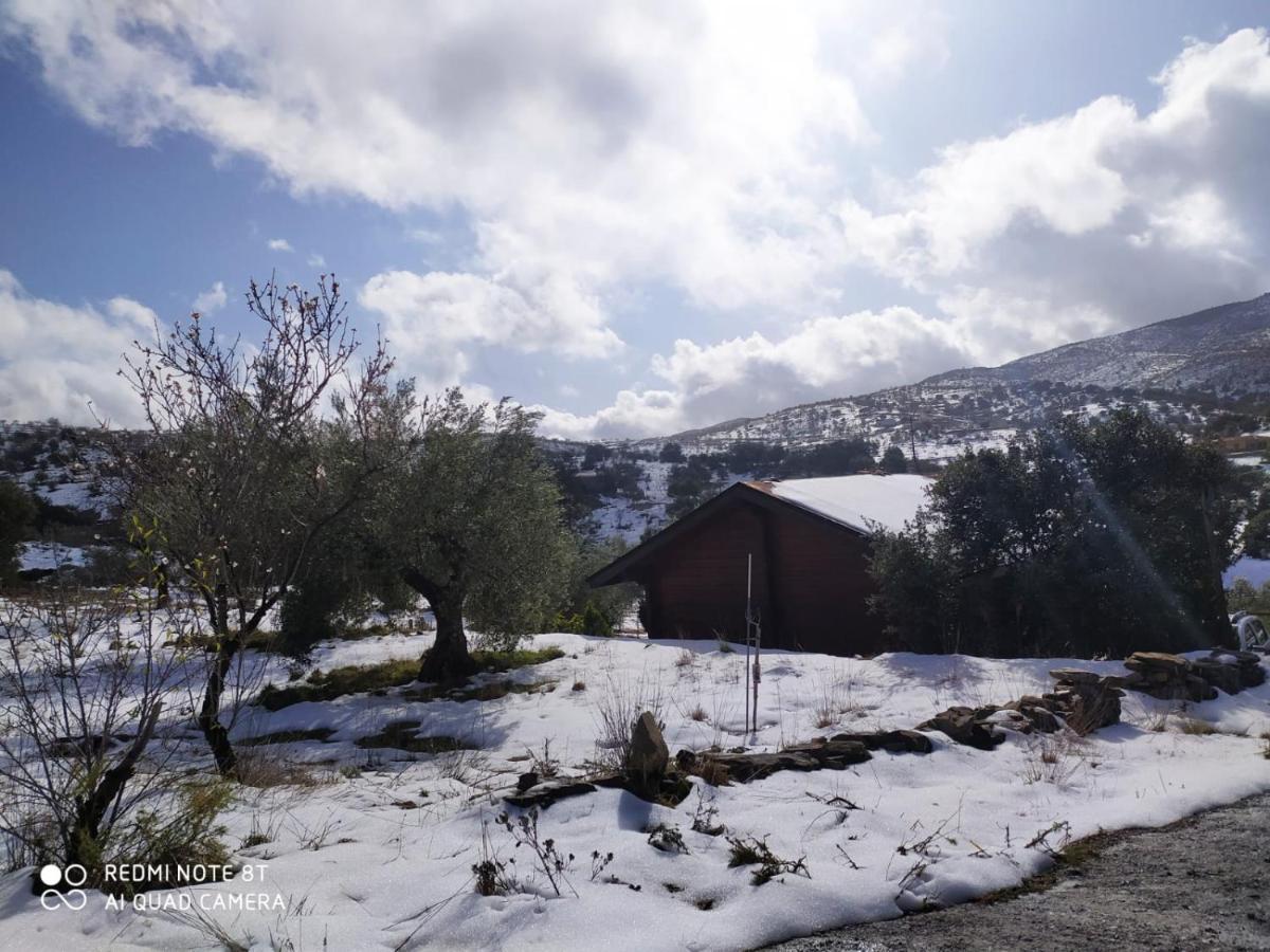 Casa La Colina Mandarina I Holiday home *