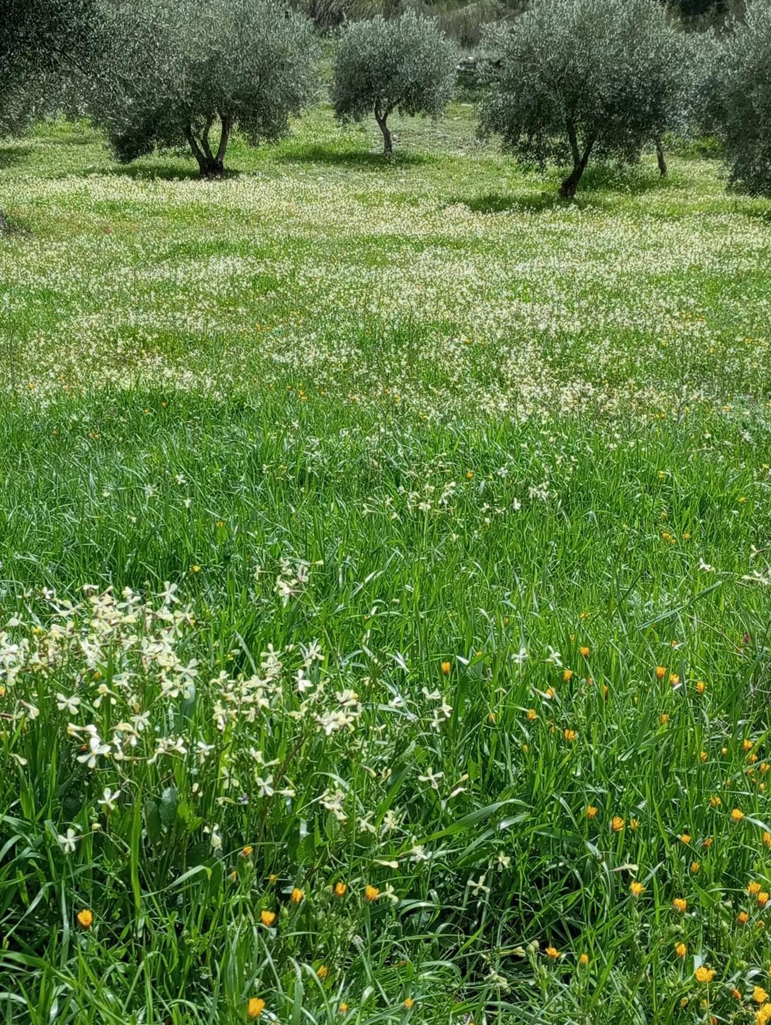 Casa La Colina Mandarina I Casa vacanze Tahal